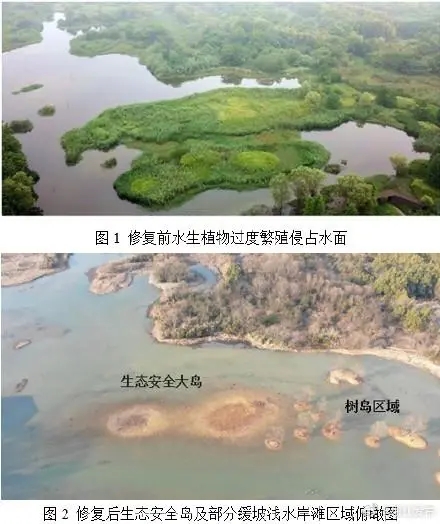 浙江省湿地生态修复优秀案例：杭州西溪湿地莲花滩水鸟栖息地修复